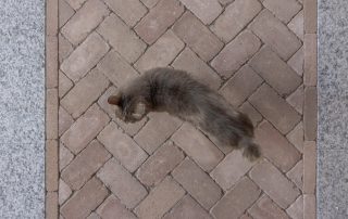 Pavimentazione in mattoni disposti a spina di pesce con fasce in pietra chiara; un gatto grigio cammina sulla superficie.