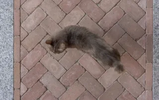 Pavimentazione in mattoni disposti a spina di pesce con fasce in pietra chiara; un gatto grigio cammina sulla superficie.