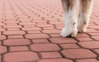 Pavimentazione autobloccante in cemento, modello "Decorpav", di colore rosso con una forma ottagonale e fughe ben definite. Nell'immagine, un cane cammina sulla superficie.