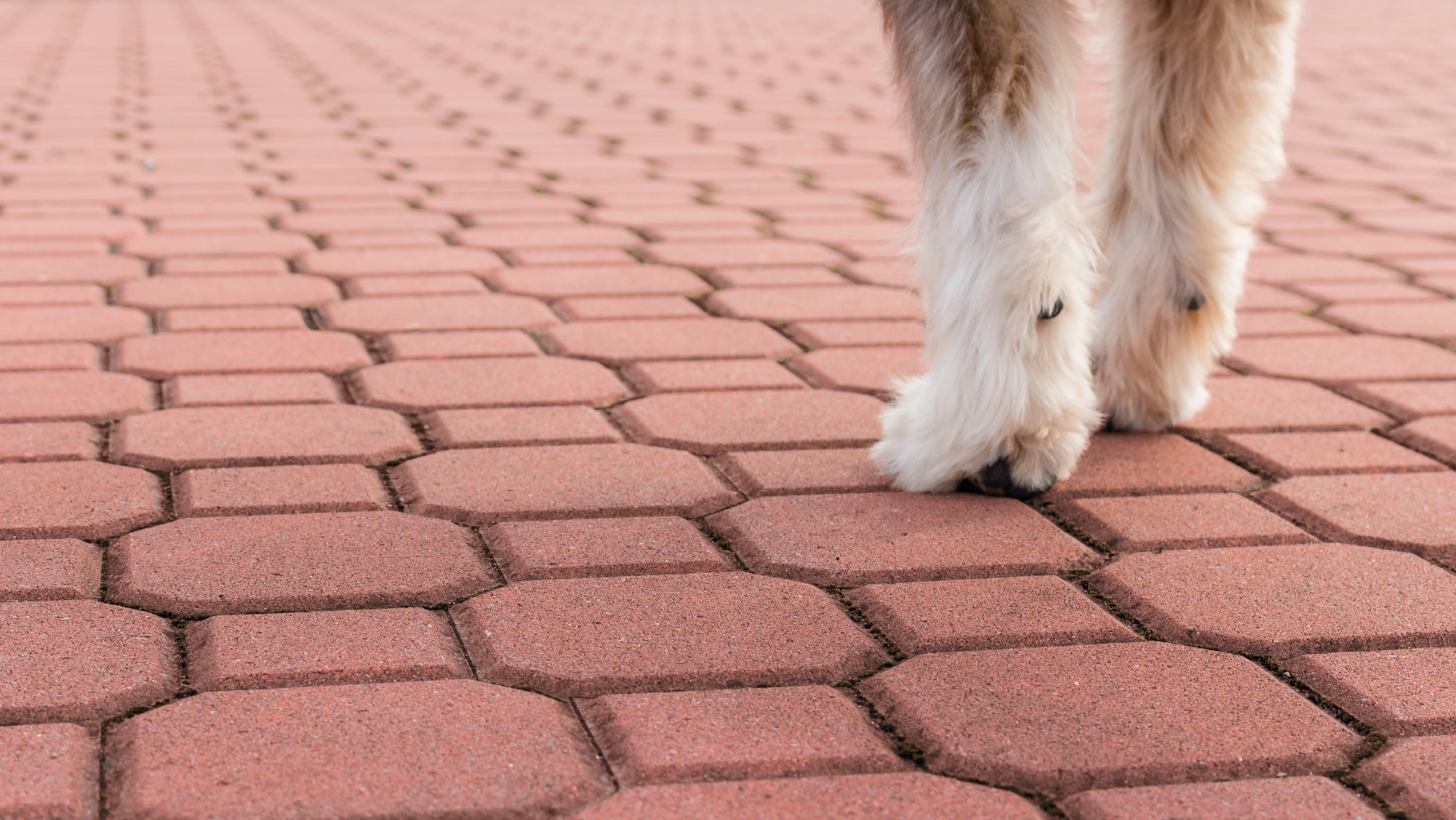 Pavimentazione autobloccante in cemento, modello "Decorpav", di colore rosso con una forma ottagonale e fughe ben definite. Nell'immagine, un cane cammina sulla superficie.