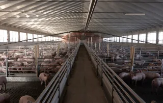 Interno di una porcilaia con numerosi recinti in acciaio inox separati da un lungo corridoio centrale. I maiali sono alloggiati nei recinti, distribuiti in modo uniforme. Il soffitto ospita impianti per la ventilazione e l’alimentazione automatizzata.