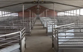 Interno di una porcilaia con file ordinate di recinti in acciaio inox separati da un corridoio centrale.
