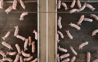 Vista dall'alto di un allevamento suino, con numerosi maiali rosa distribuiti in due recinti separati da una barriera centrale. Il pavimento è dotato di griglie per il drenaggio.