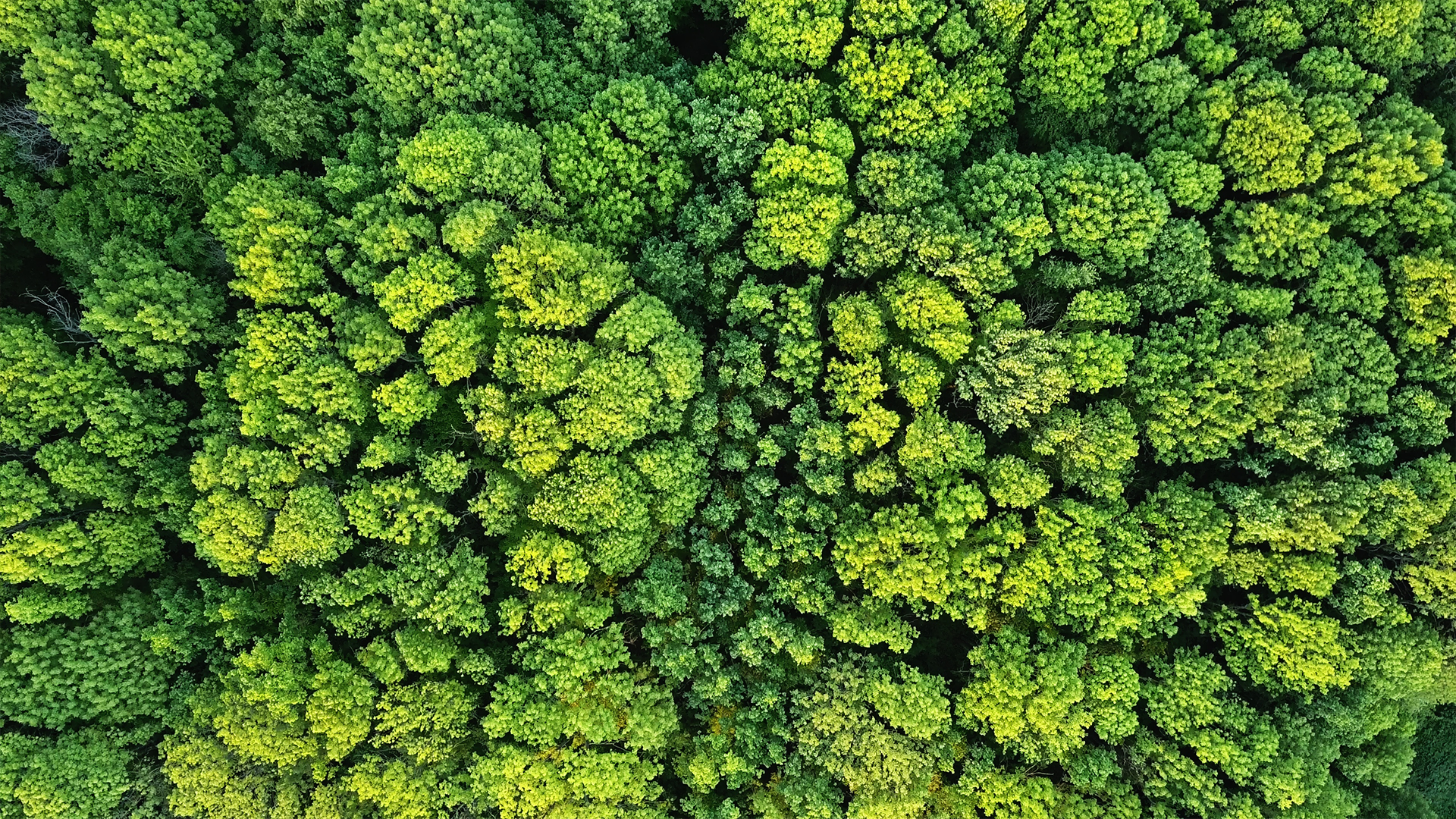 Veduta aerea di una fitta foresta verde, simbolo di sostenibilità e rispetto per l'ambiente.
